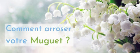 Arrosage du muguet ?