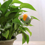 arrosoir en verre goutte à goutte