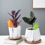 arrosage capillarité plante d'intérieur