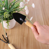 petit transplantoire