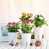 pot hydroponique plante intérieur