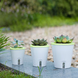 pot culture hydroponique