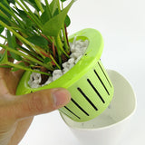 hydroponie plante d'intérieur