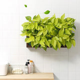 mu végétal hydroponie