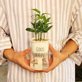 arrosage en continue plante d'intérieur