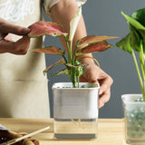 arrosage hydroponique en pot