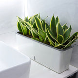 Jardinière hydroponique