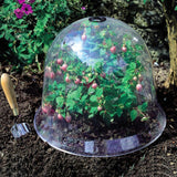 cloche en verre plante