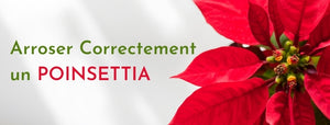 Comment Arroser correctement un Poinsettia