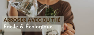 Arroser avec du thé