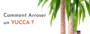 Comment Arroser un Yucca ?