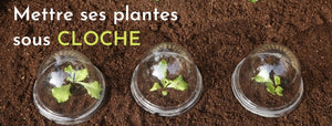 Protéger ses plantes avec une serre cloche