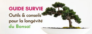 Guide de Survie : L'arrosage du Bonsaï