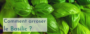 comment arroser du basilic