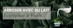 Arroser ses plantes avec du lait