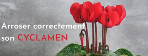 comment arroser un cyclamen