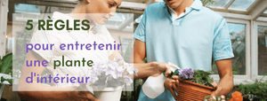 5 règles pour entretenir une plante d'intérieur