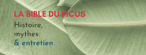 comment entretenir un ficus