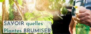 Quelles Plantes Brumiser ?