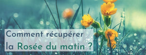 comment récupérer la rosée du matin ?