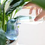 arrosage plante capillarité