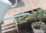 arrosage plantes d'intérieurs 