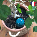 ollas a planter