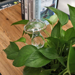 champignon d'arrosage en verre