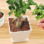 griffe petite plante