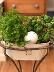 ollas plante d'intérieur