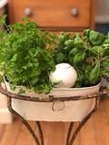 ollas plante d'intérieur