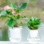 Pot de Fleur Auto arrosant | L'arroseur arrosé