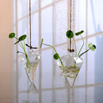 hydratation plante germée