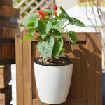 pot de fleur autonome plante