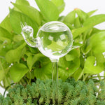 arrosoir insecte en verre