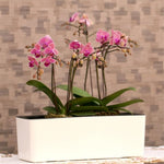jardinière auto arrosante