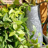 Zinc Carafe
