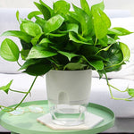 pot de fleur arrosage autonome