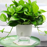 pot de fleur arrosage autonome