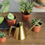 arrosoir plante succulente cactus
