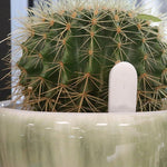 hygromètre plantes