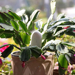 humidimètre jardin