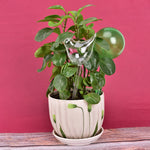arrosoir en verre déco plantes