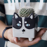 pot de fleur animaux