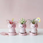 pot de fleur chat