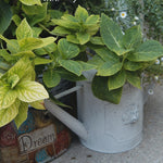 Decorative zinc watering can