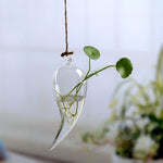 hydroponie plante d'intérieur