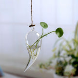 hydroponie plante d'intérieur
