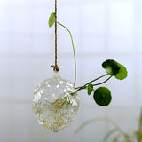 arrosage continue plante germée