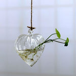 pot hydroponique plante graine